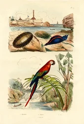 Merihiiri, 1833-39